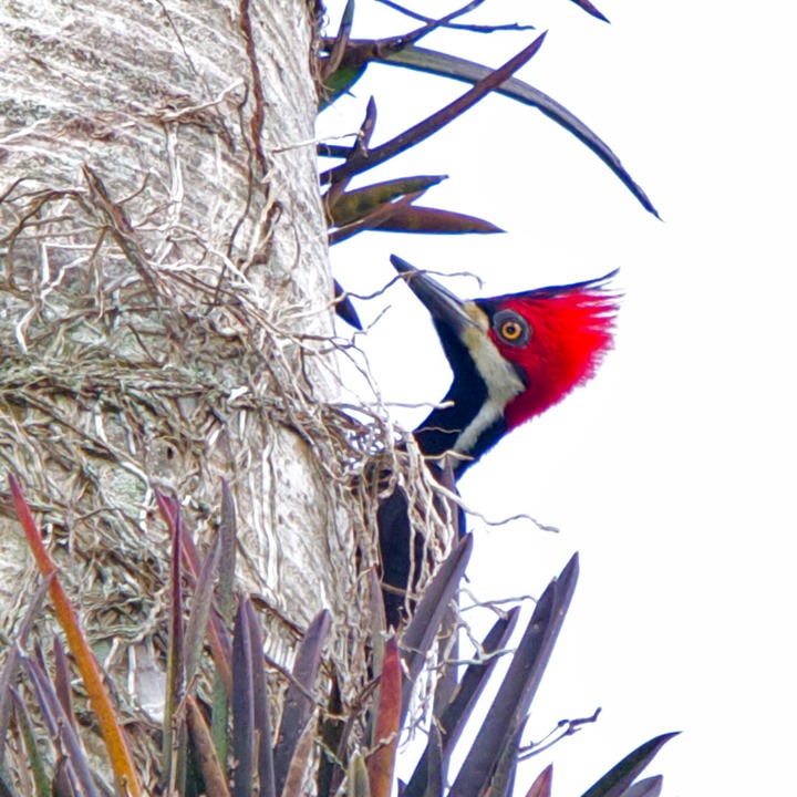 Crimson-crested woodpecker