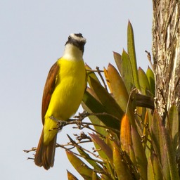 White-ringed flycatcher