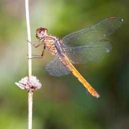 Orange dragonfly