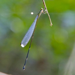 Damselfly