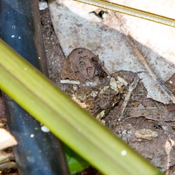Toad camoflage