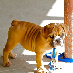 Cooper