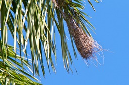 Oropendola nest