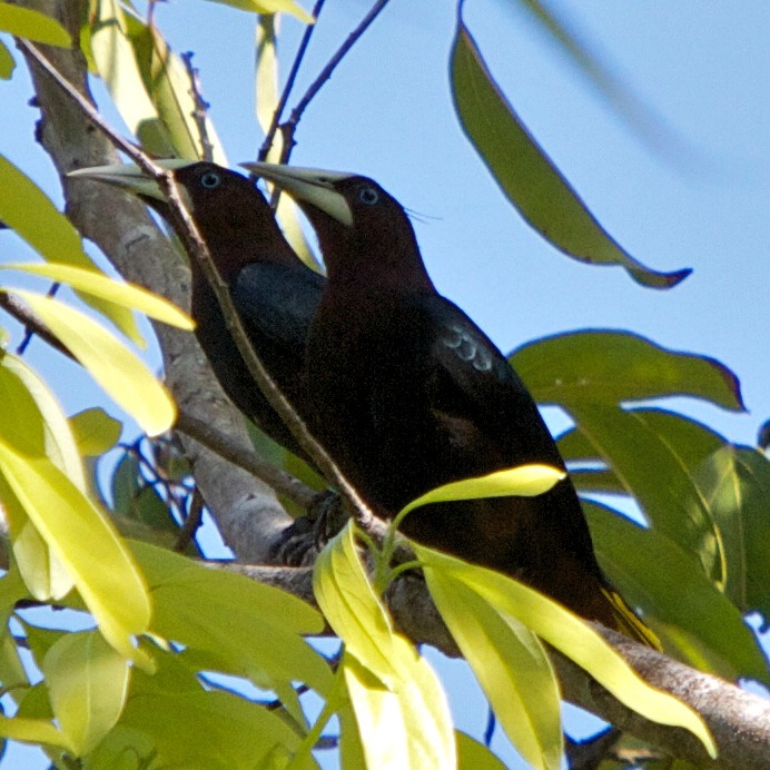 Yellow-rumped caciques