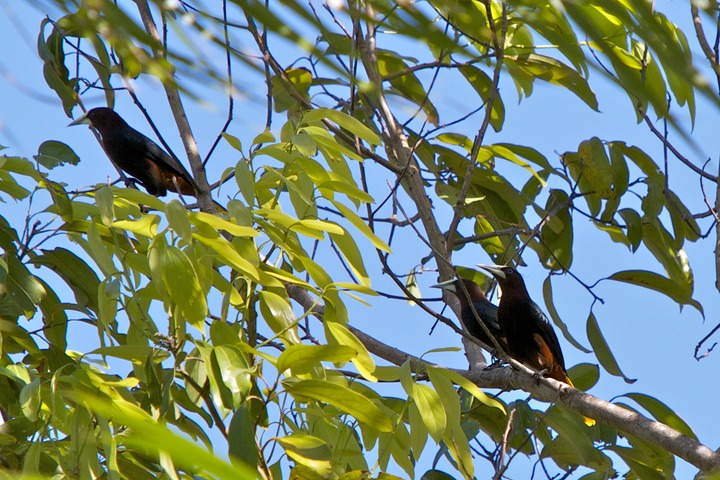 Chestnut-headed oropendola