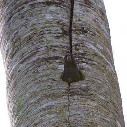Peeking parrot
