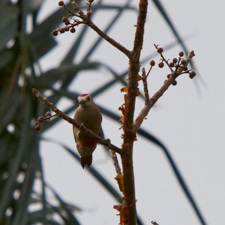 Red-crowned woodpecker