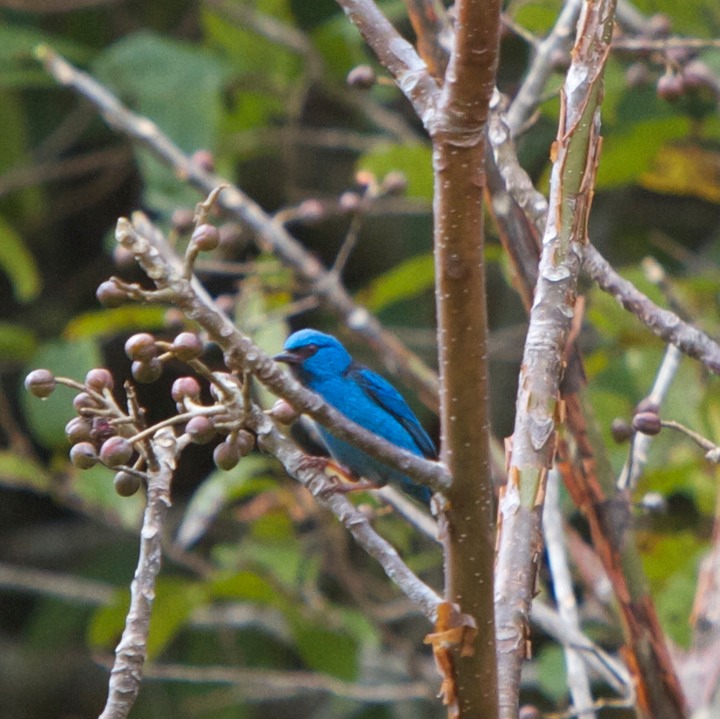 Blue dacnis