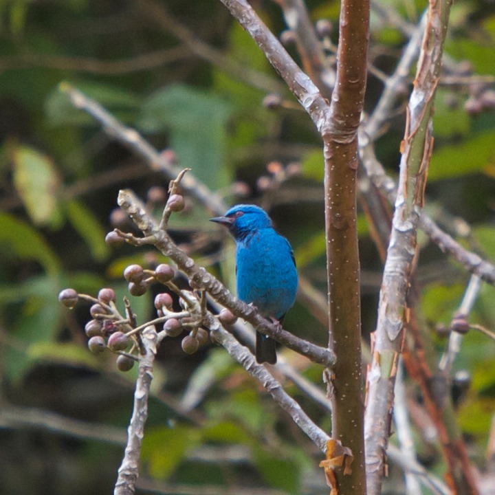 Blue dacnis