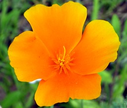 CA poppy closeup