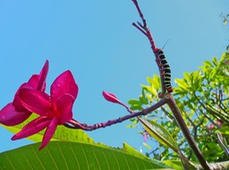 Caterpiller