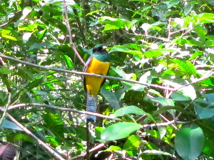 Black-throated Trogon