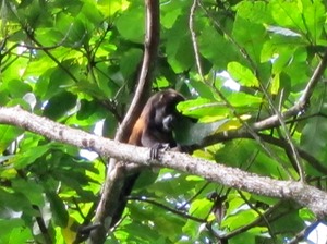 IMG_0385