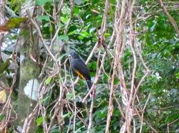White-tailed trogon female