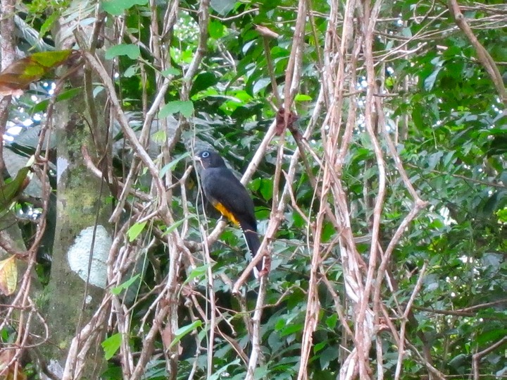 White-tailed trogon female
