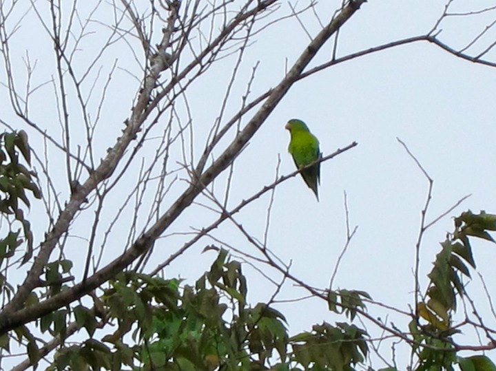 Parakeet