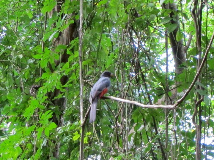 Black tailed trogon female