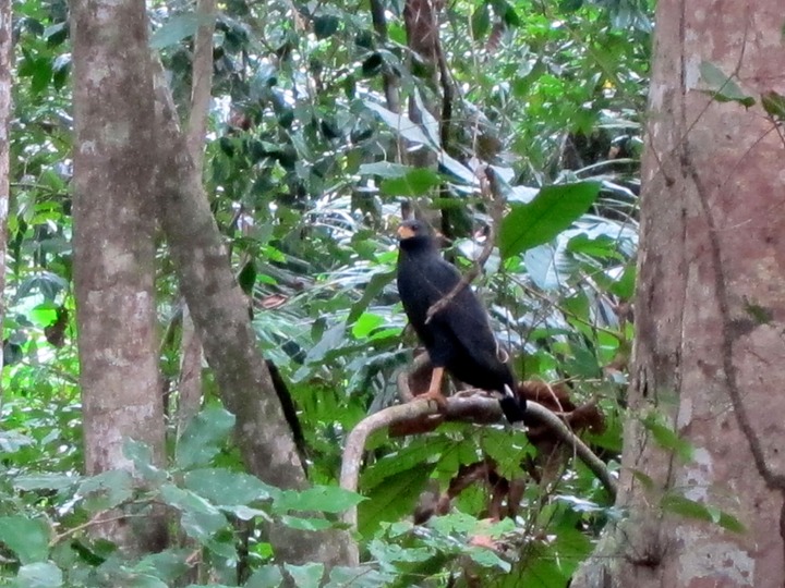 Mangrove Black Hawk