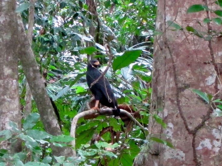 Mangrove Black Hawk