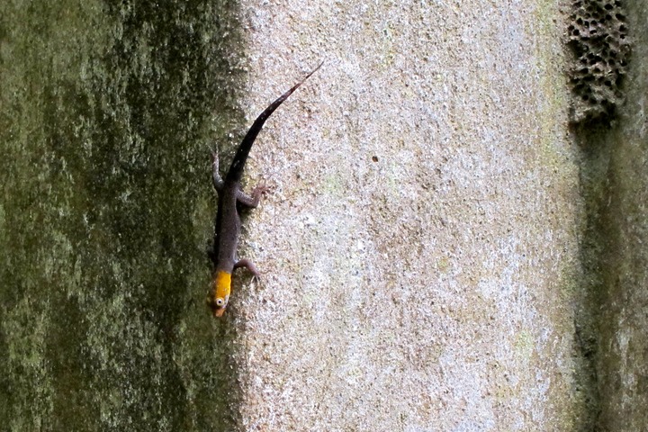 Yellow-headed gecko