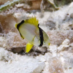 P1000046
