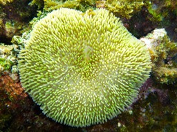 P1000175