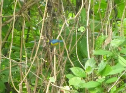 Fulvous-vented Euphonia