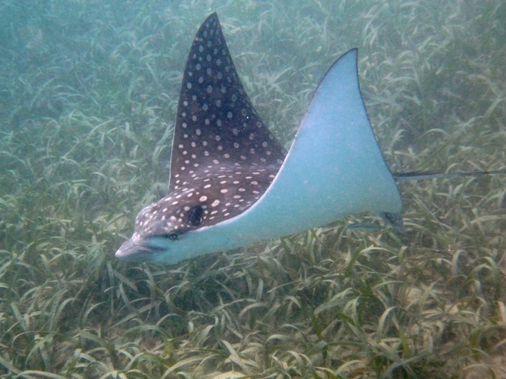 Spotted eagle ray