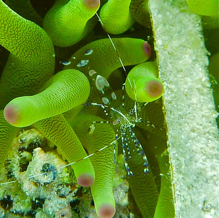 Spotted cleaner shrimp