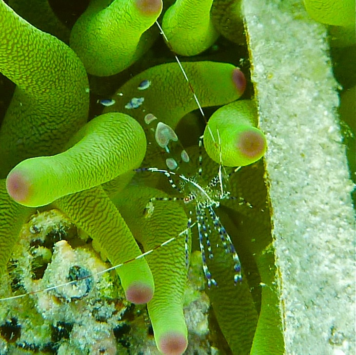 Spotted cleaner shrimp
