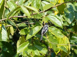P1010449