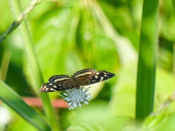 P1010460