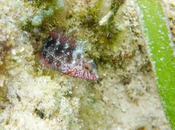P1010489