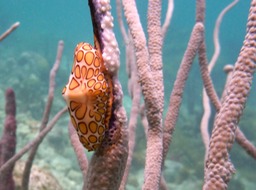 Flamingo tongue
