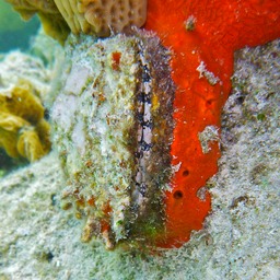 Atlantic thorny-oyster