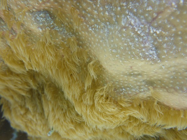 P1010991