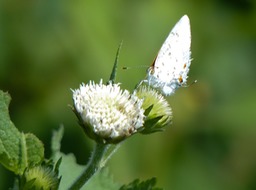 P1020083