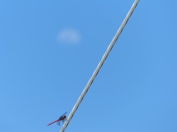 P1020109