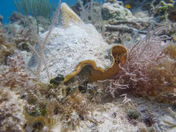 P1020238