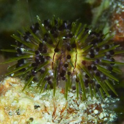 P1020250