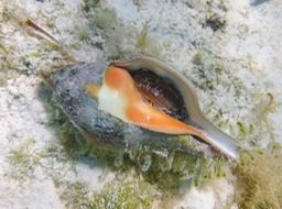 P1020696