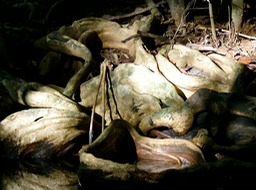 P1030241