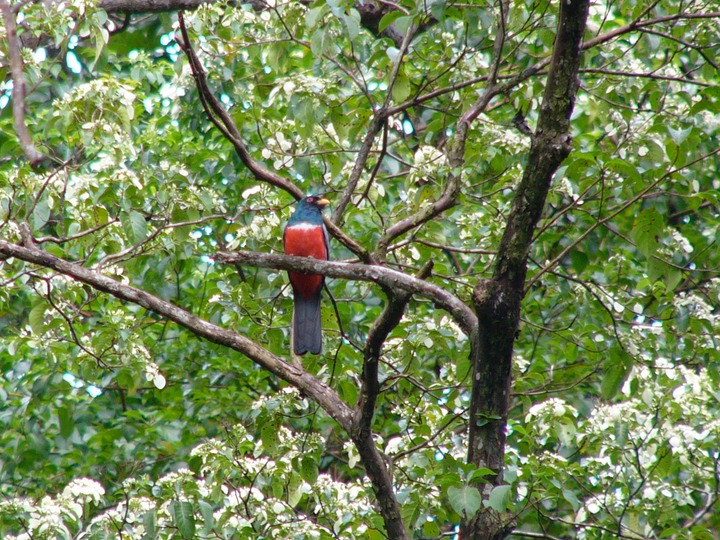 Black-tailed trogon
