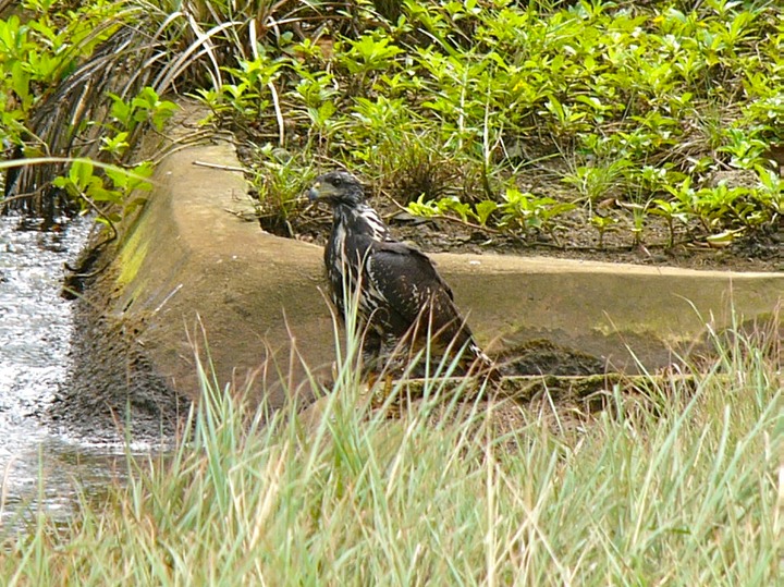 Juvenile mangrove black hawk