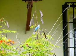 Blue Gray Tanager
