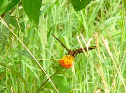 P1040380