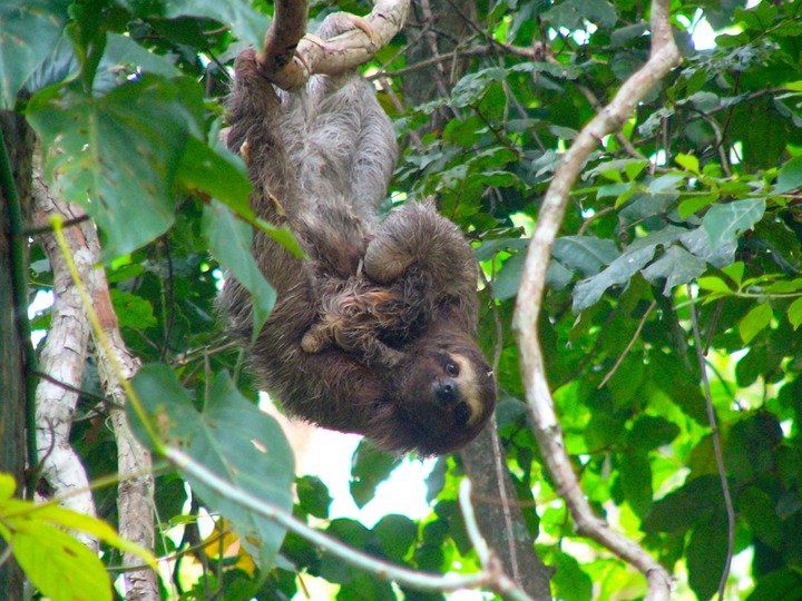Brown-throated three-toed sloth & newborn