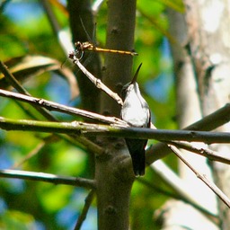 Hummingbird & dragonfly staying still...