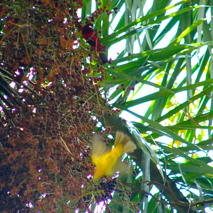 Crimson-backed tanager & yellow friend