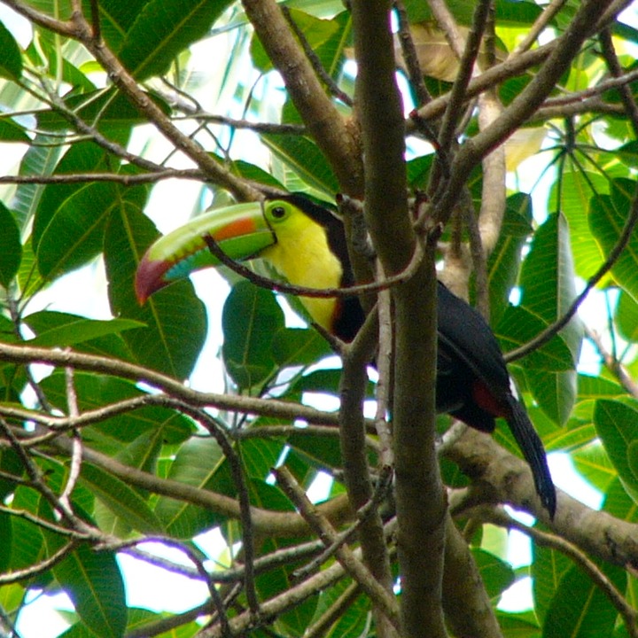 Keel-billed toucan